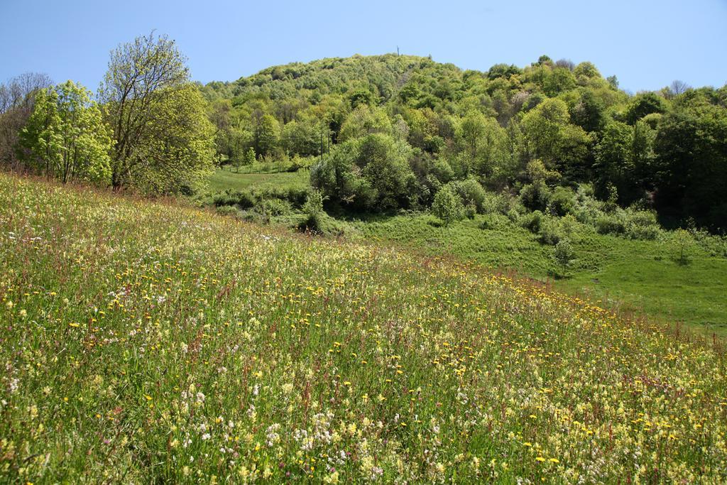Roulottes Montagne Pyrenees 호텔 뤼생소베르 외부 사진